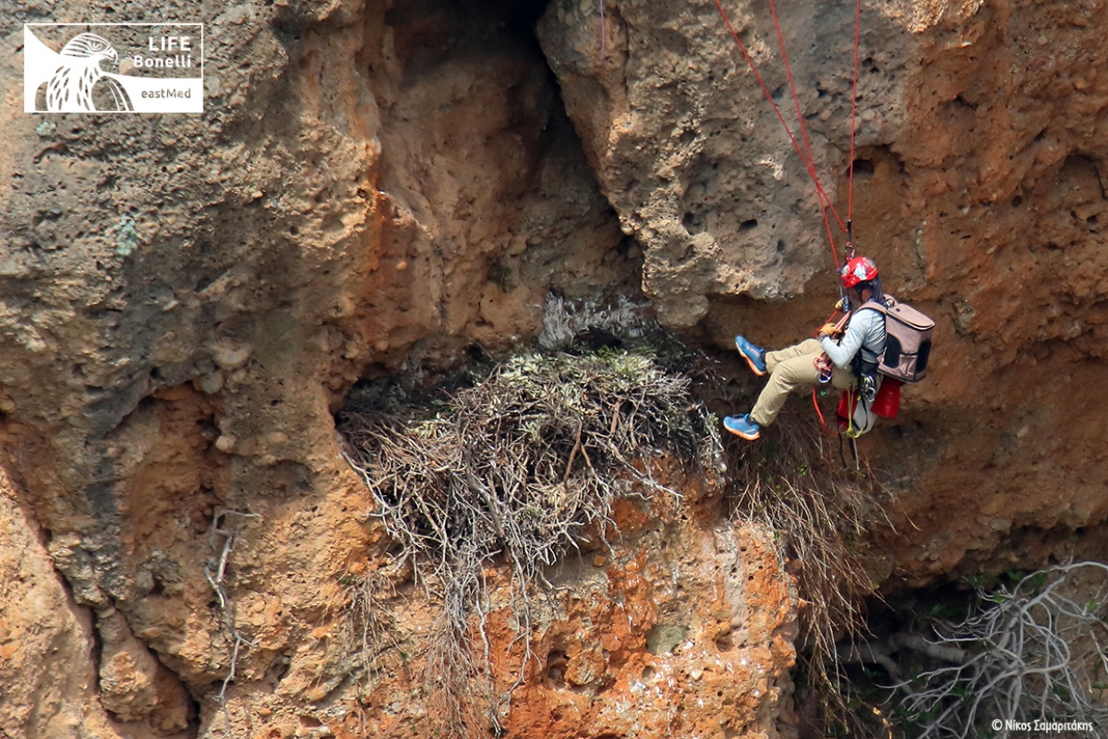 The first Bonelli's Eagle of the season tagged in Crete