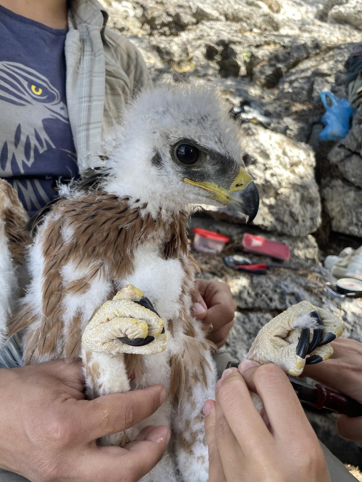 The last dash for ringing in Rhodes