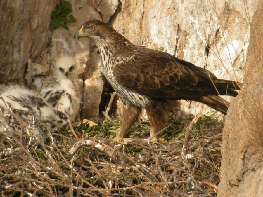 The first Bonelli's Eagle hatchling of the year found in Tilos