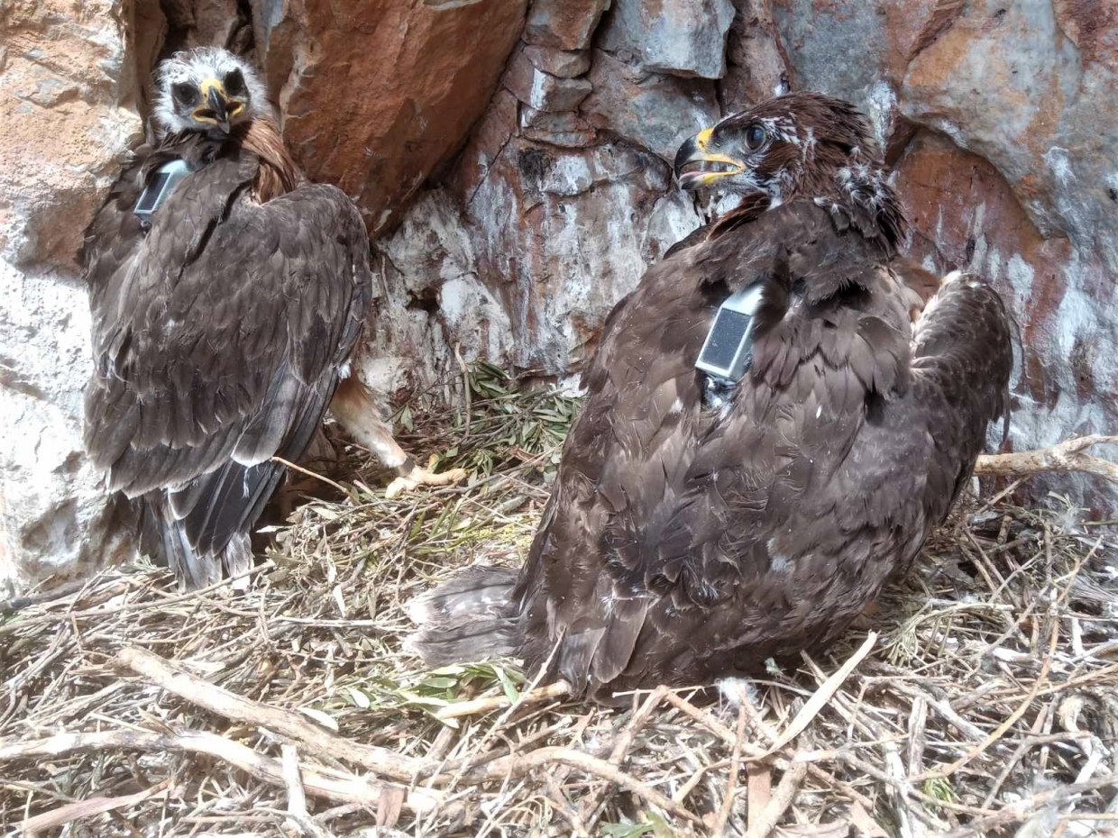 &Tau;agged Bonelli&rsquo;s Eagles from Mani, Greece ready to share their itineraries