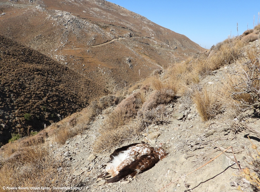 Golden eagle shot dead in Crete