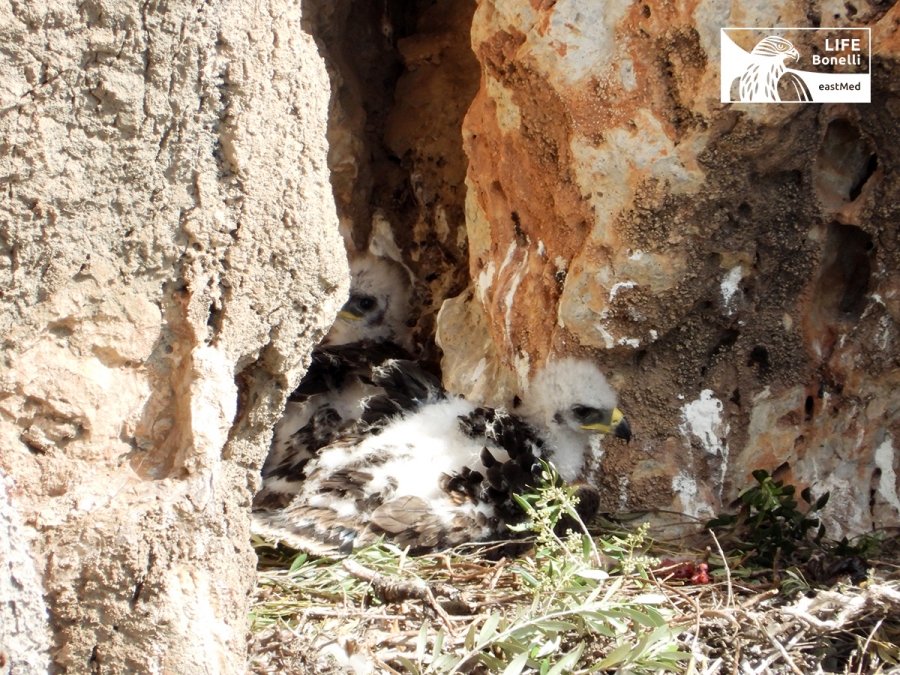 &Eta; &sigma;&upsilon;&nu;&epsilon;&rho;&gamma;&alpha;&sigma;ί&alpha; &mu;&epsilon; &tau;&eta;&nu; &alpha;&nu;&alpha;&rho;&rho;&iota;&chi;&eta;&tau;&iota;&kappa;ή &kappa;&omicron;&iota;&nu;ό&tau;&eta;&tau;&alpha; &Kappa;&rho;ή&tau;&eta;&sigmaf; &sigma;&upsilon;&nu;&epsilon;&chi;ί&zeta;&epsilon;&tau;&alpha;&iota; &mu;&epsilon; &epsilon;&pi;&iota;&tau;&upsilon;&chi;ί&alpha;