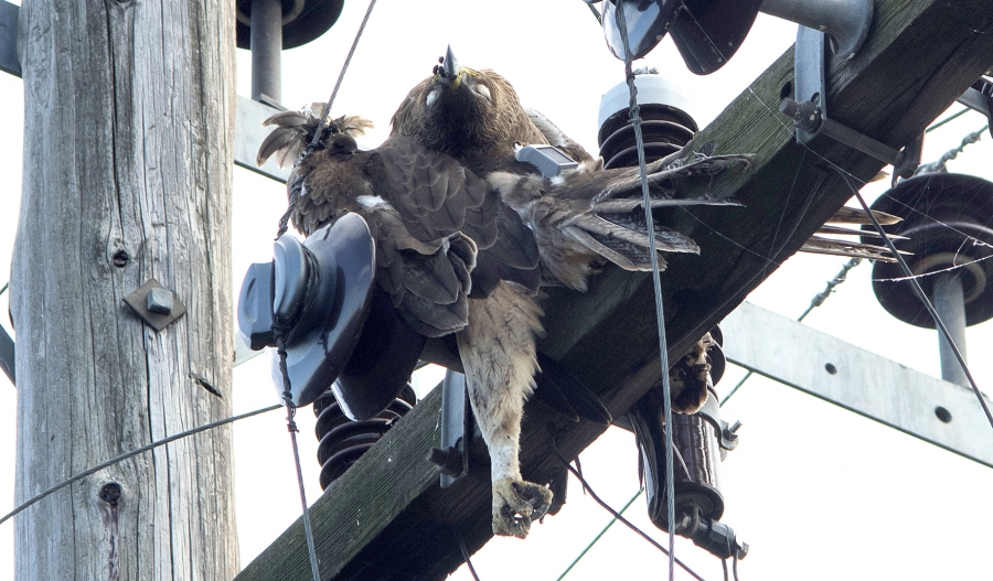 Eagles fly free&hellip; but die on the power lines