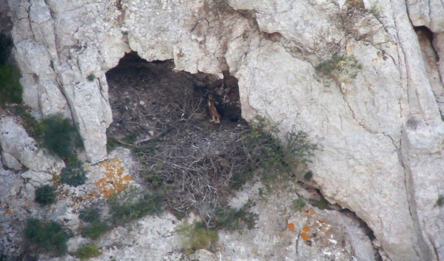 The first Bonelli&rsquo;s eagles&rsquo; chicks for 2020 are almost ready to fly!