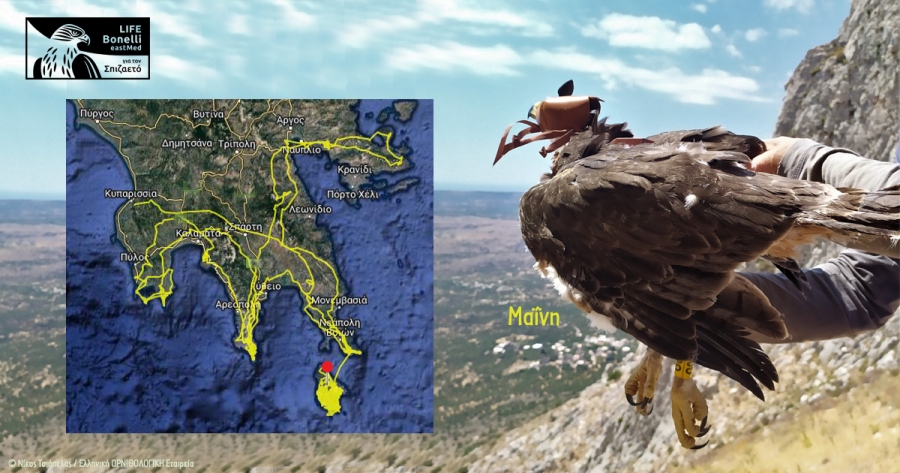 Fortune in its unfortunate was a young female Bonelli&rsquo;s eagle in Mani