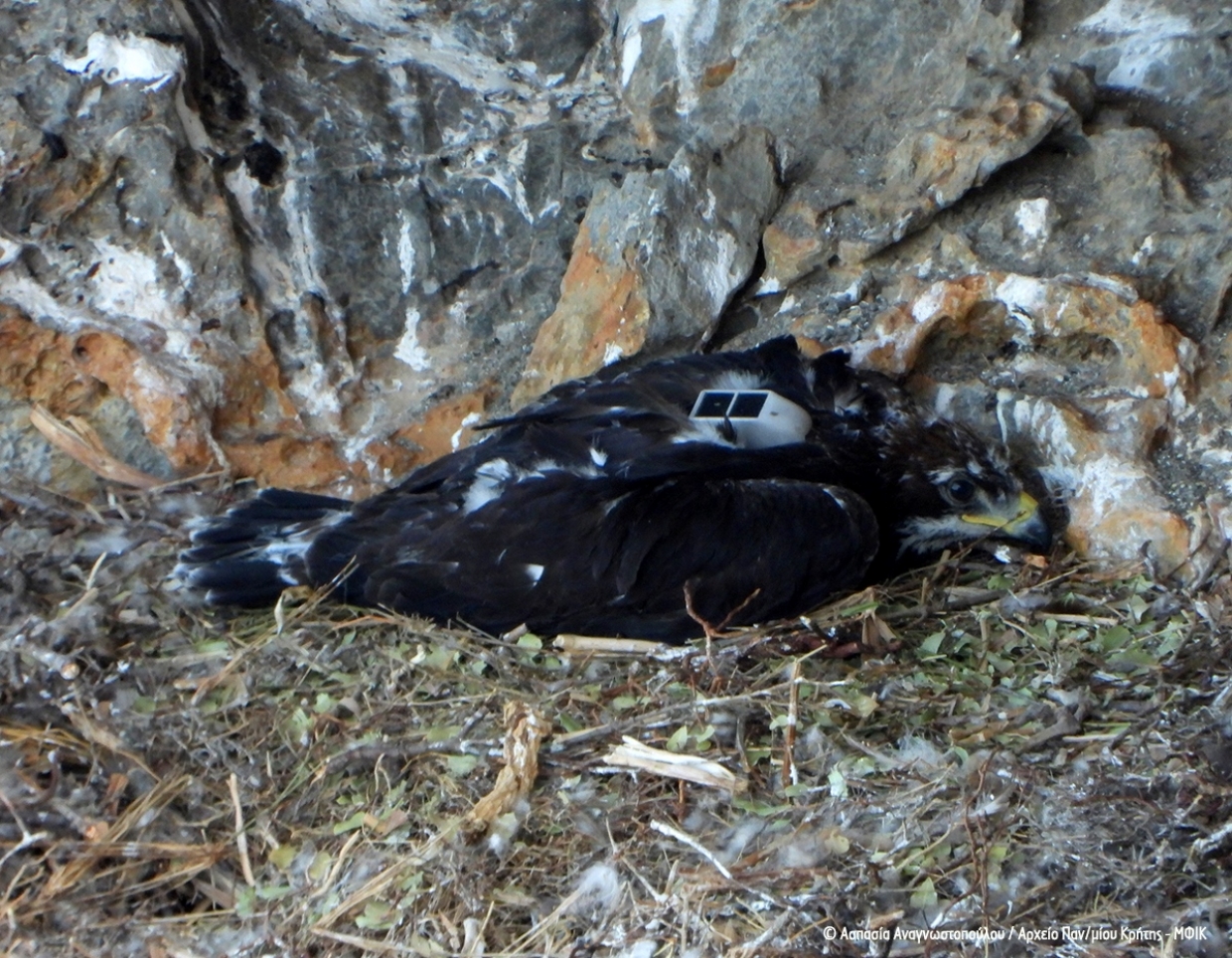Monitoring the &lsquo;Vitsiles&rsquo; in Sitia, Crete