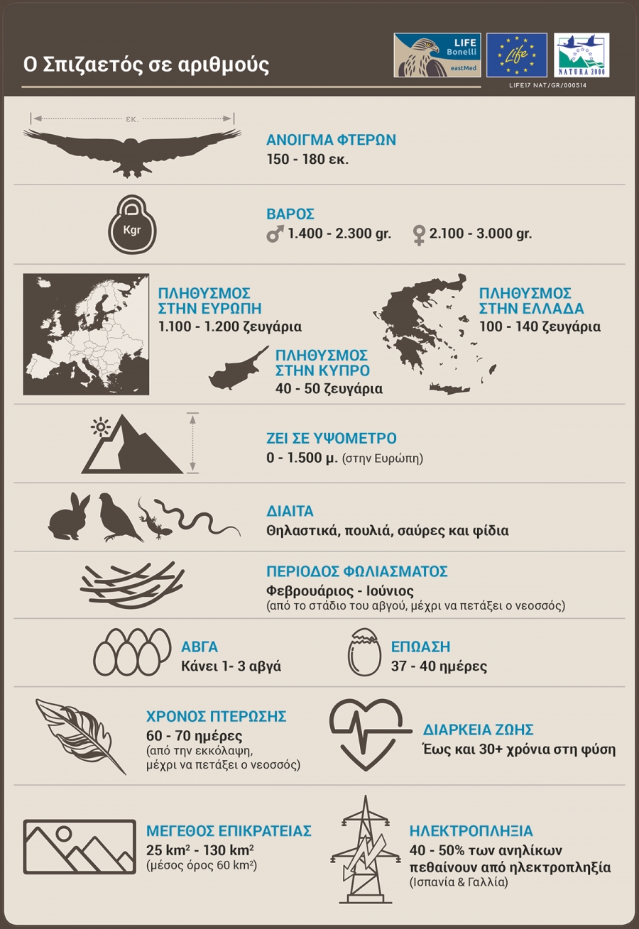 &Omicron; &Sigma;&pi;&iota;&zeta;&alpha;&epsilon;&tau;ό&sigmaf; &sigma;&epsilon; &alpha;&rho;&iota;&theta;&mu;&omicron;ύ&sigmaf;