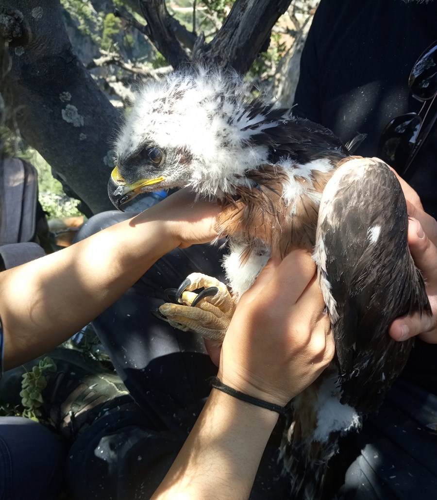 Young Bonelli&rsquo;s Eagles waiting for their ringing